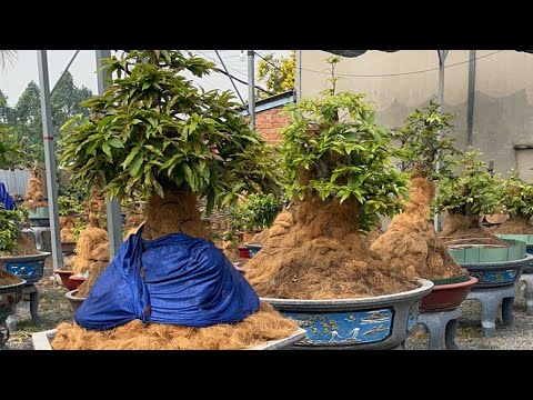 Vườn Mai Hưng Thịnh live giao lưu chia sẽ 1 số kinh nghiệm sau khi cắt đôn tàn mai ghép đầu năm .