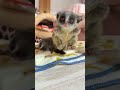 ショウガラゴ ベビー♂2025年3月29日生まれのYouTubeサムネイル画像
