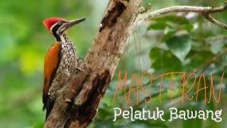 Download lagu MASTERAN PELATUK BAWANG mp3