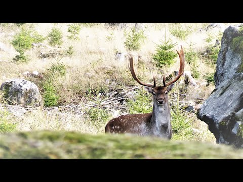Jakt i Norden- Jakt efter kapitala dovhjortar