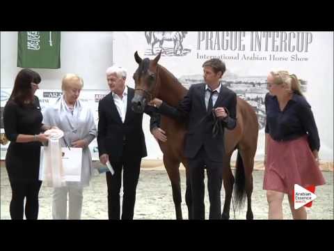 N 39 FARID IBN AMIR   Prague Intercup 2015   PEC   Junior Males Championship Class 18 2nd place