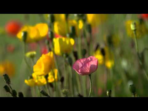 Kidz Bop Kids FireWork