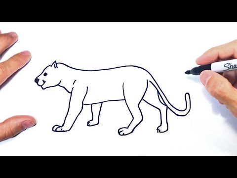 un puma para dibujar