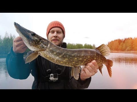 Paras reissu vuosiin! - Haukihaasteen ensimmäiset treenit - Hauenkalastusta järvellä | Kalastus