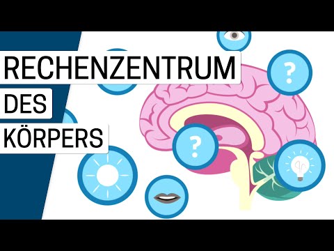 Wie funktioniert das Gehirn?