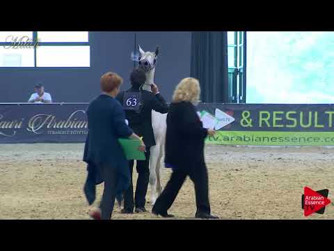 N.63 WAFIA AL SHAQAB - Milan 2018 - 4-6 Years Old Mares (Class 7)