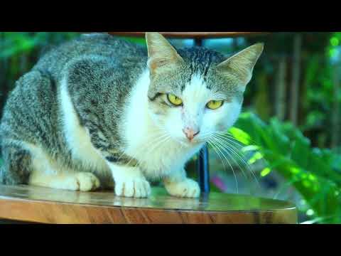 Cute Cat activities with nature sound Real life lovely cat