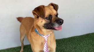 Video preview image #1 Puggle Puppy For Sale in San Diego, CA, USA