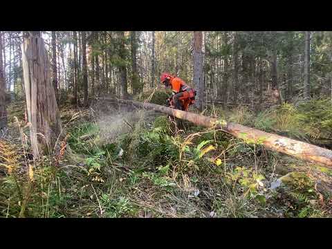 Motorsåg C-kurs Vindfälle 1, Upparbetning av vindfälle med motorsåg och rotkap!
