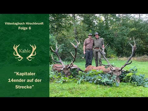 Zwei kapitale Hirsche auf der Strecke - Brunftgeschehen in Polanow