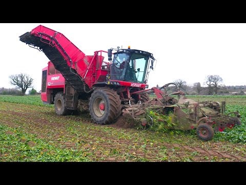 Sugar Beet Harvest With TWO Vervaet Sugar Beet Harvesters John Deere 6215R and Fendt 936 On Carting