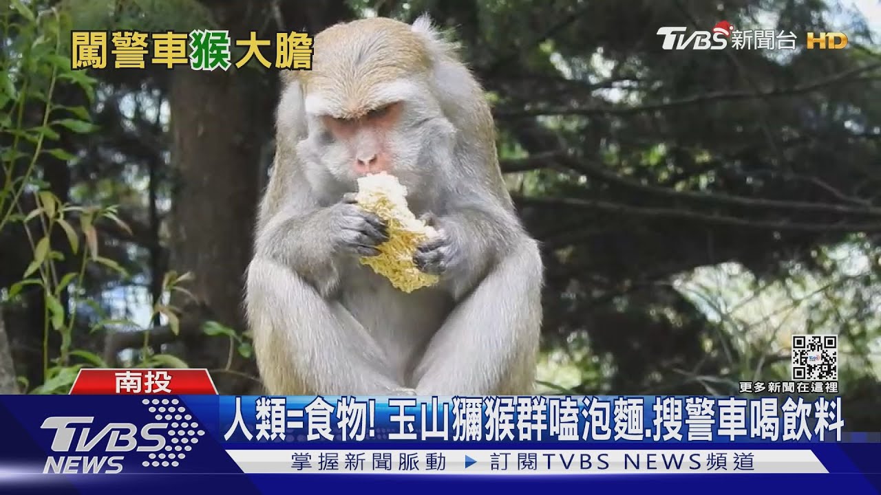 人類=食物! 玉山獼猴群嗑泡麵、搜警車喝飲料