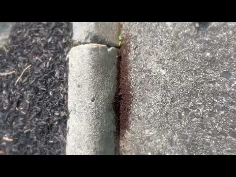 A Big Bunch of Ants by the Curb in Old Bridge, NJ
