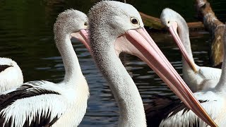 preview picture of video 'Welt-Vogelpark Walsrode - Brillenpelikan / Australian Pelican'
