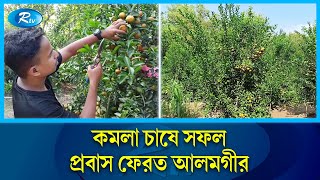 চায়না কমলা চাষ