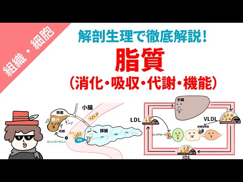 ピルガスについて詳しく解説