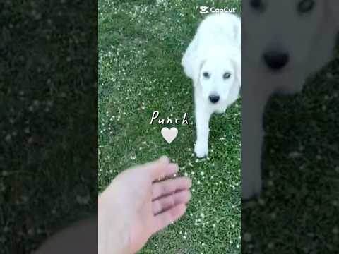 Regalo Punch dolce cucciolotto simil maremmano cerca casa 
