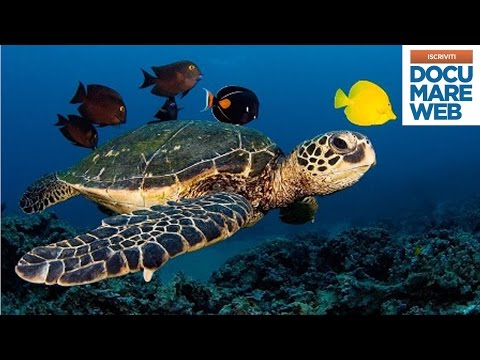 Come controllare un organismo per helminths Dove dare uniniezione a porchi da vermi
