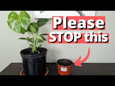 why people keep Killing their Monstera