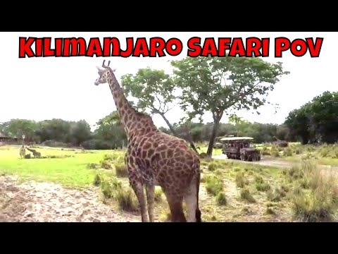 Disney's Safari Ride POV  Animal Kingdom Rides
