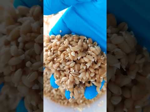 Sprouted Bread, using heritage grains