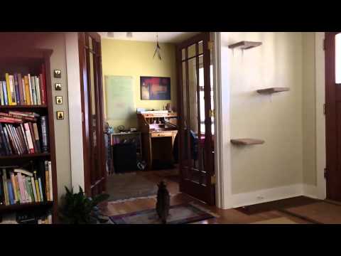 Bengal Cat Jumping Crazy High in Slow Motion