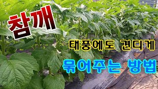 [텃밭농부.691]  참깨 태풍에도 견디게 묶어주는 방법 #참깨재배