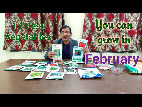 download lagu mp3 mp4 What Plants Are Best To Plant In February, download lagu What Plants Are Best To Plant In February gratis, unduh video klip What Plants Are Best To Plant In February