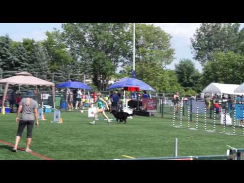 Steeplechase 1 - Thursday -National agility champion ship-Sandrine OBRY- Gendo