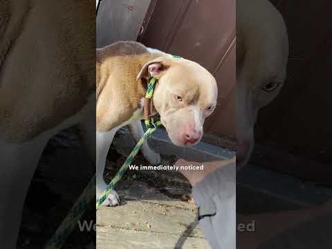 Lost Pittie Who Can't Stop Shaking Finds His Family | The Dodo