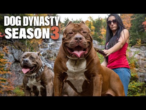 Dog Dynasty: Entire Season 3 (1 Hour 20 Min)