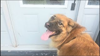 Let's Go For a Walk