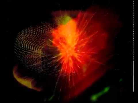 Paul+Kalkbrenner+und+Pan-Pot-Black+Fusion(special+remix)