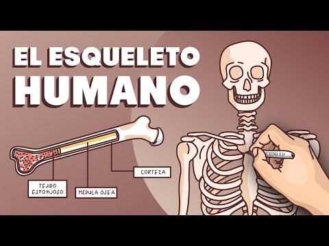 El esqueleto humano