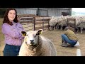 What Other Farmers WON'T Show YOU! Australian Sheep Farm Vlog