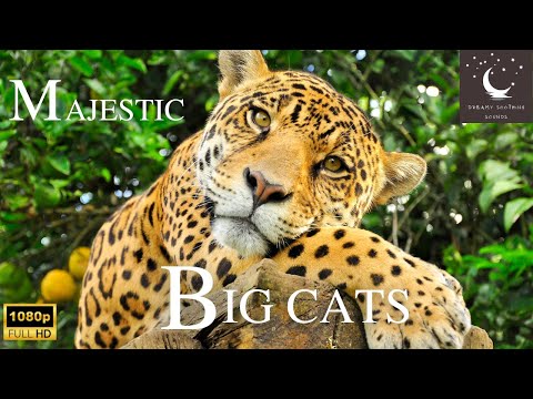 🦁 Amazing Scenes of Majestic Big Cats with Peaceful music | Relaxing Film with nature sounds🐅🐯