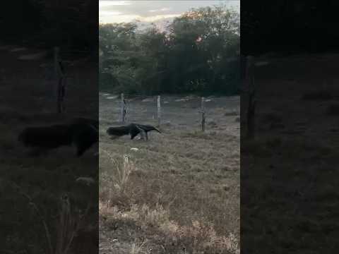 Nos encontramos un #oso #hormiguero en la vía #cravo #norte ##arauca #familia  #llanoscolombianos