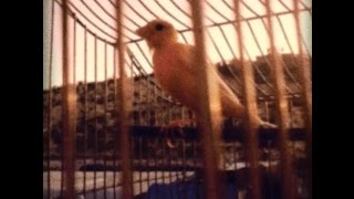 Nemra - Last Chance To Love (unofficial music video)