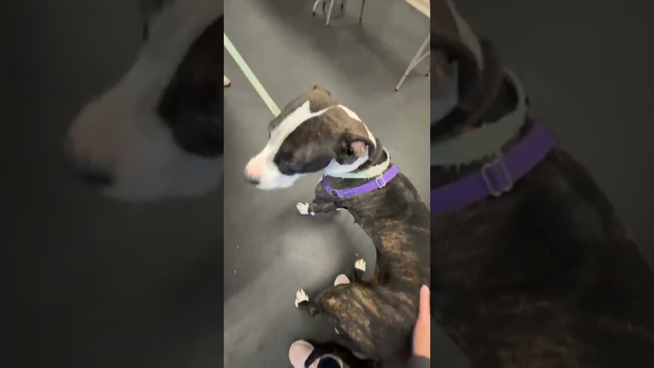 Enlarge Athena-Gorgeous & friendly girl, a Adoptable mixed breed in Oshkosh, WI video 4/4