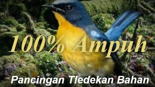 Download lagu Pasti Nyaut, Pancingan Tledekan Malas Bunyi mp3