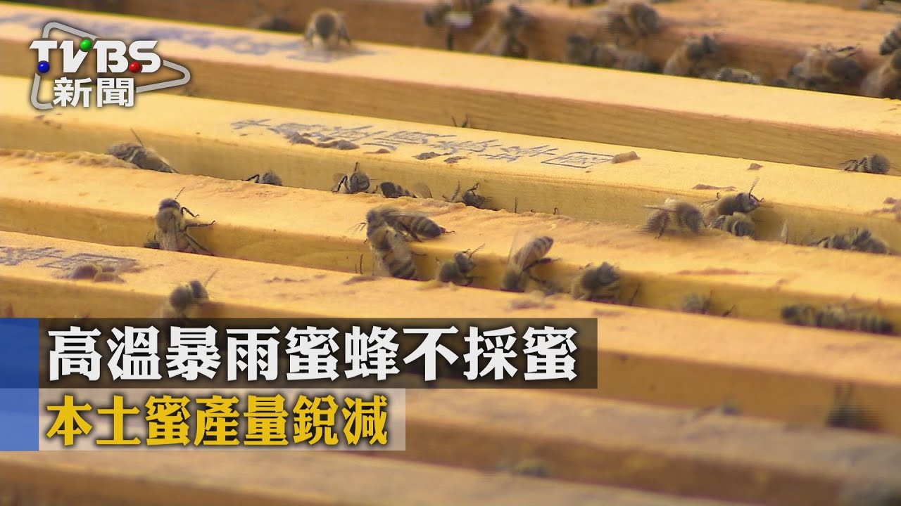 高溫暴雨蜜蜂不採蜜 本土蜜產量銳減