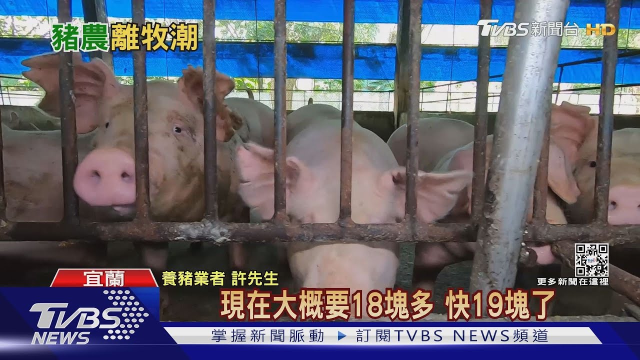 小場退場!全台養豬場數創新低 轉型企業化經營