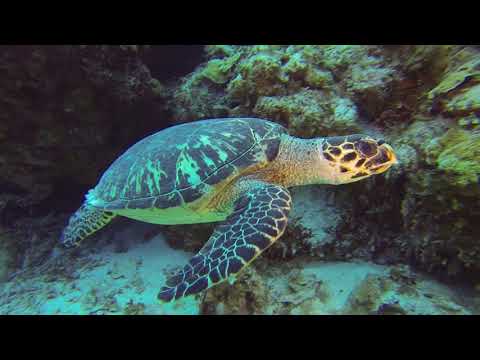 Little Cayman Island's Bloody Bay Wall