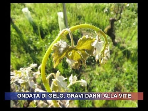Problemi alla gola da osteocondrosi Osteoartrite delle articolazioni del piede passo 2