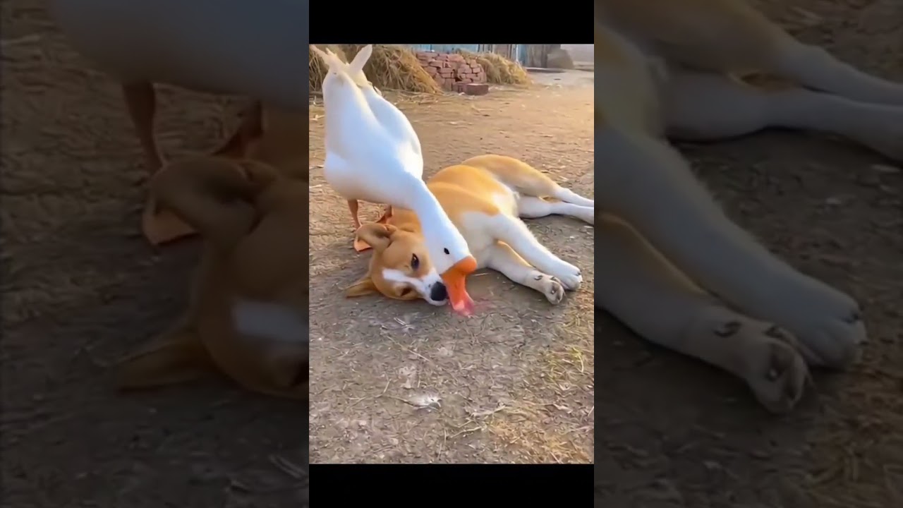 天鹅有点调皮#热门#大熱門#搞笑#搞笑视频#搞笑視頻 #黄鼠狼#funny #動物#可爱#家庭#animals#cat #cute