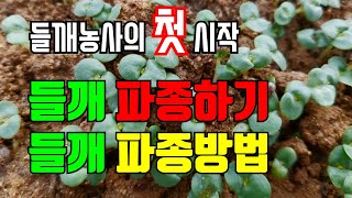 5월대표재배작물  들깨 / 들깨파종시기 / 들깨파종방법 / 들깨심는시기