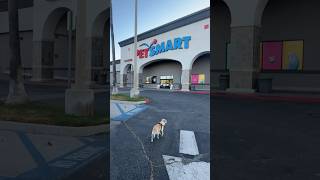 we’re stocked upppp now :)) #dogmom #dogsoftiktok
