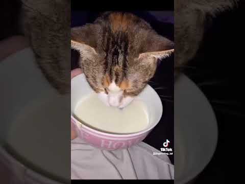 WHY CATS SHOULD NEVER DRINK MILK