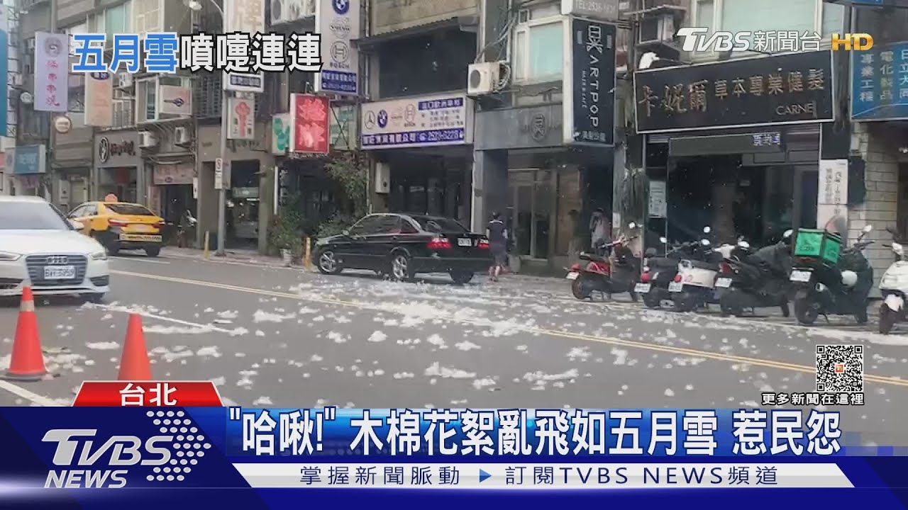 「哈啾!」木棉花絮亂飛如五月雪 惹民怨