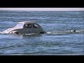 Herbie Rides Again 1974 Herbie Goes Surfing